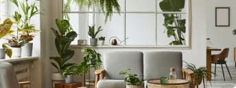 Plantas y accesorios